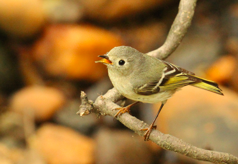 Ruby-crowned Kinglet - Samantha Orlando