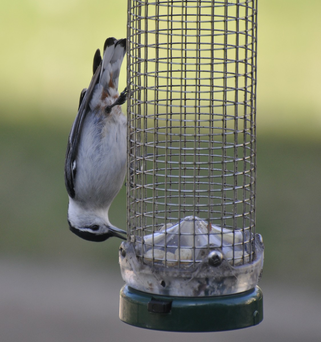 White-breasted Nuthatch - Nick Sausen