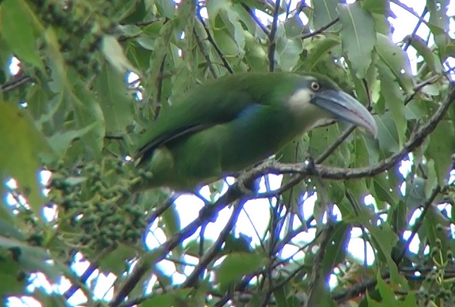 Blue-banded Toucanet - ML331670291