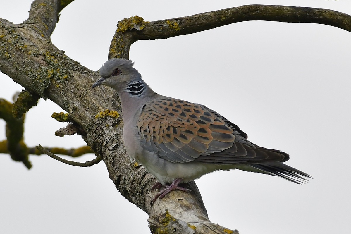 European Turtle-Dove - ML331670871