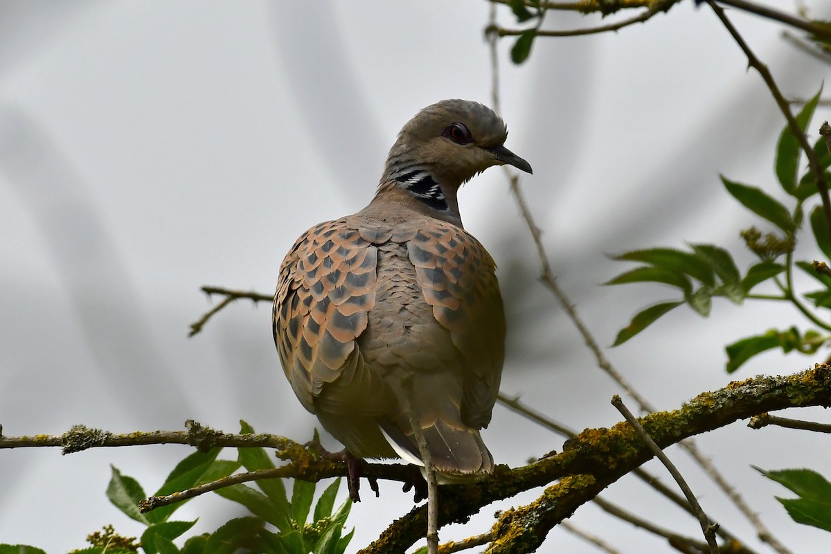 European Turtle-Dove - ML331670941