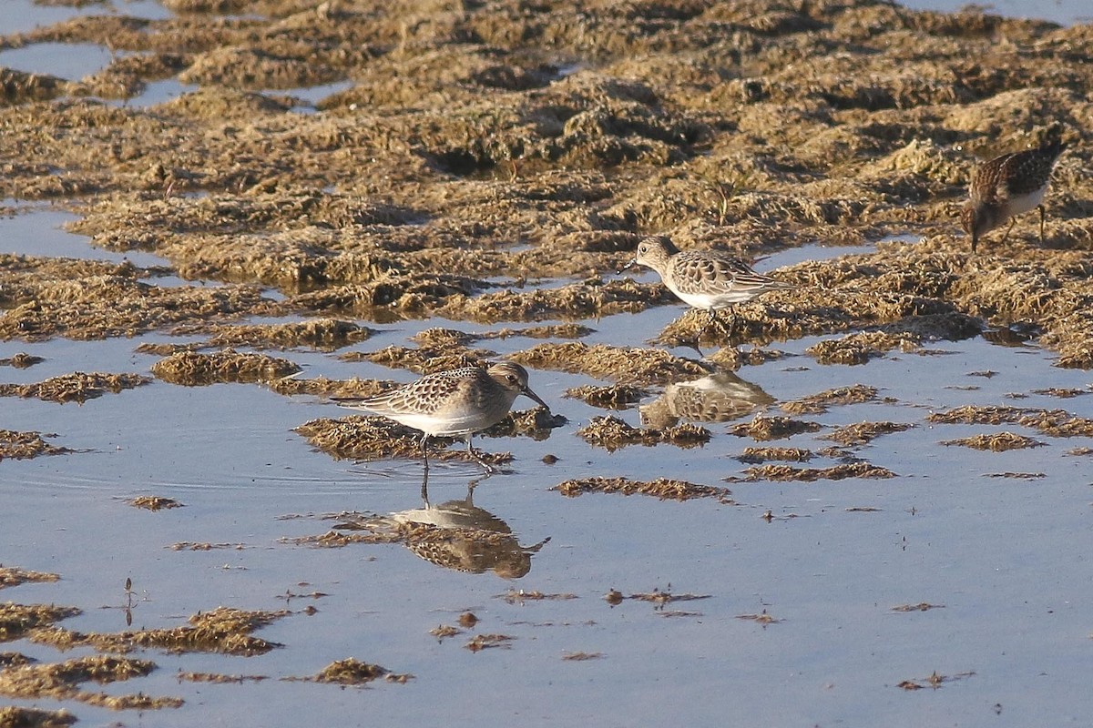 Baird's Sandpiper - ML33167201