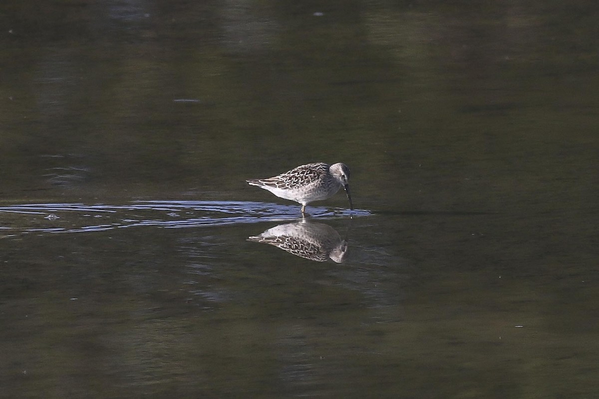 Stilt Sandpiper - Charmaine Anderson