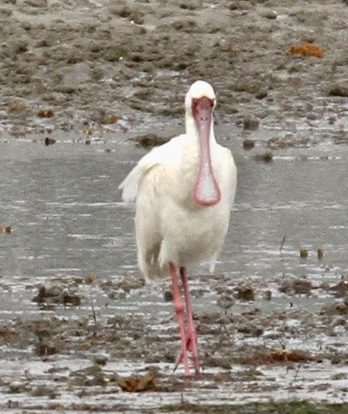 African Spoonbill - Connie Lintz