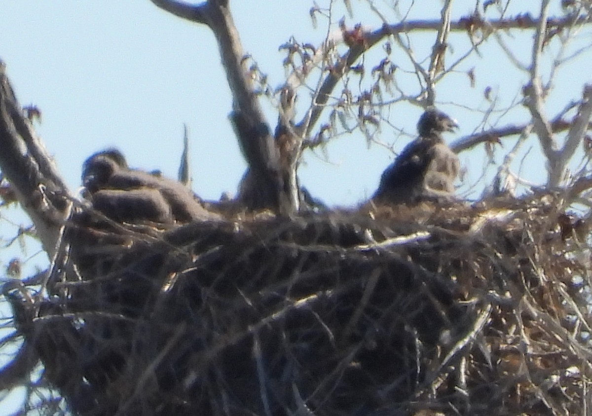 Bald Eagle - ML331672981