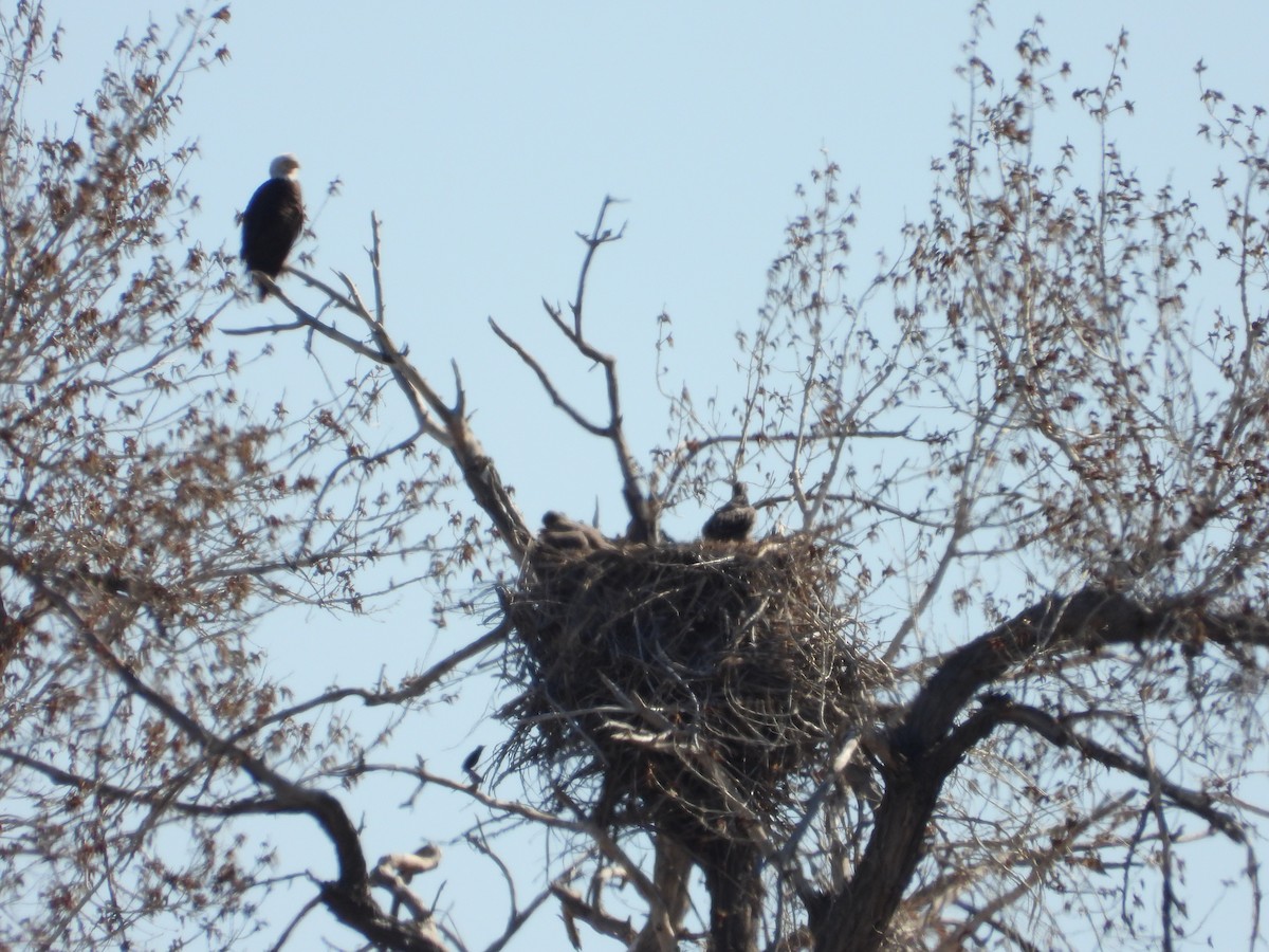Bald Eagle - ML331673521