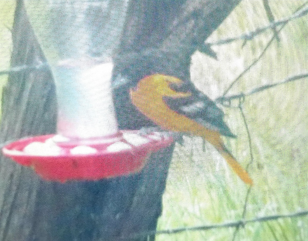 Baltimore Oriole - ML331673741