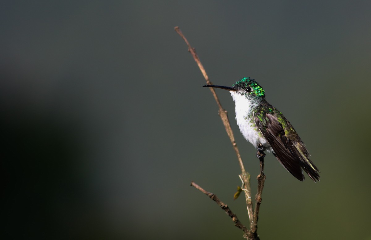 kolibřík andský - ML331677751