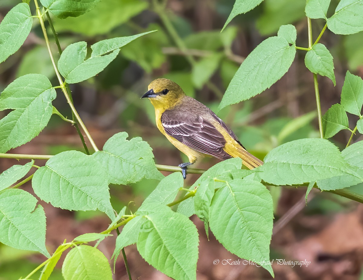 Orchard Oriole - Keith McFaul