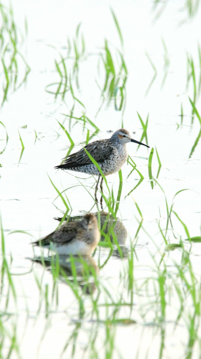 Stilt Sandpiper - ML331684251