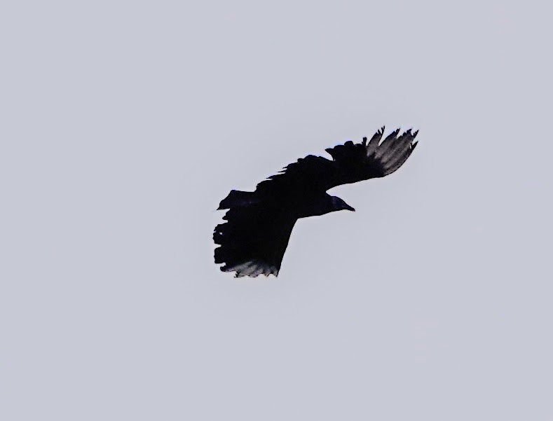 Black Vulture - ML331685301