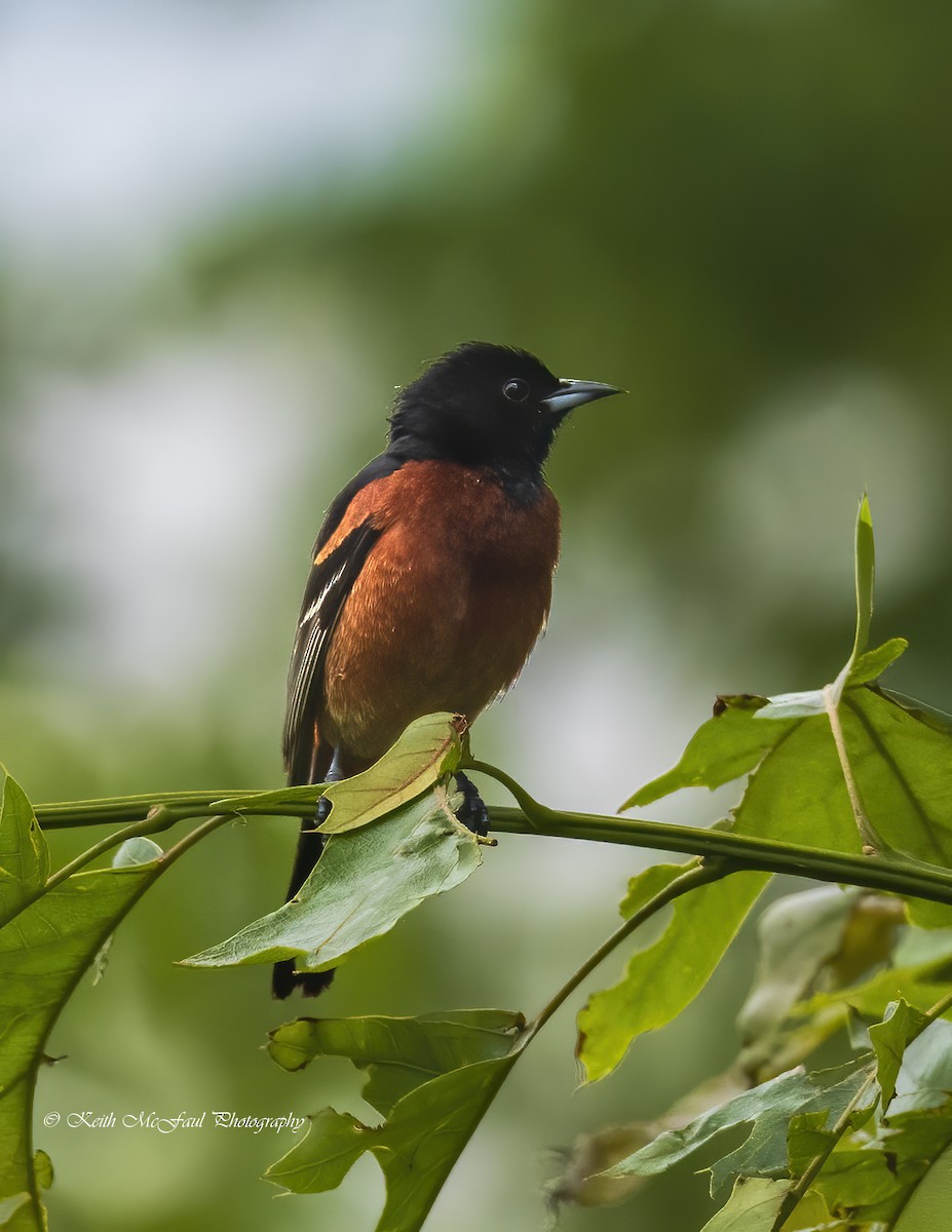 Orchard Oriole - Keith McFaul