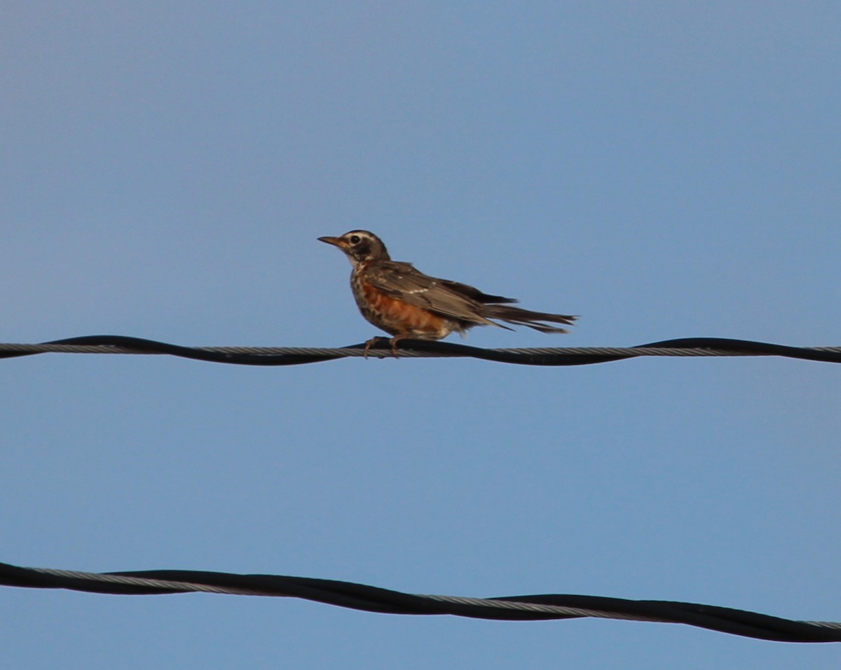 American Robin - Jessie  Brantwein