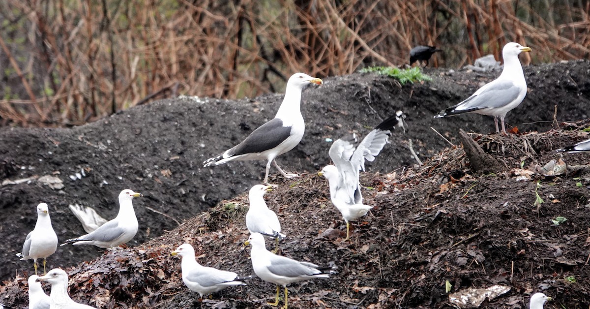 Great Black-backed Gull - ML331686041