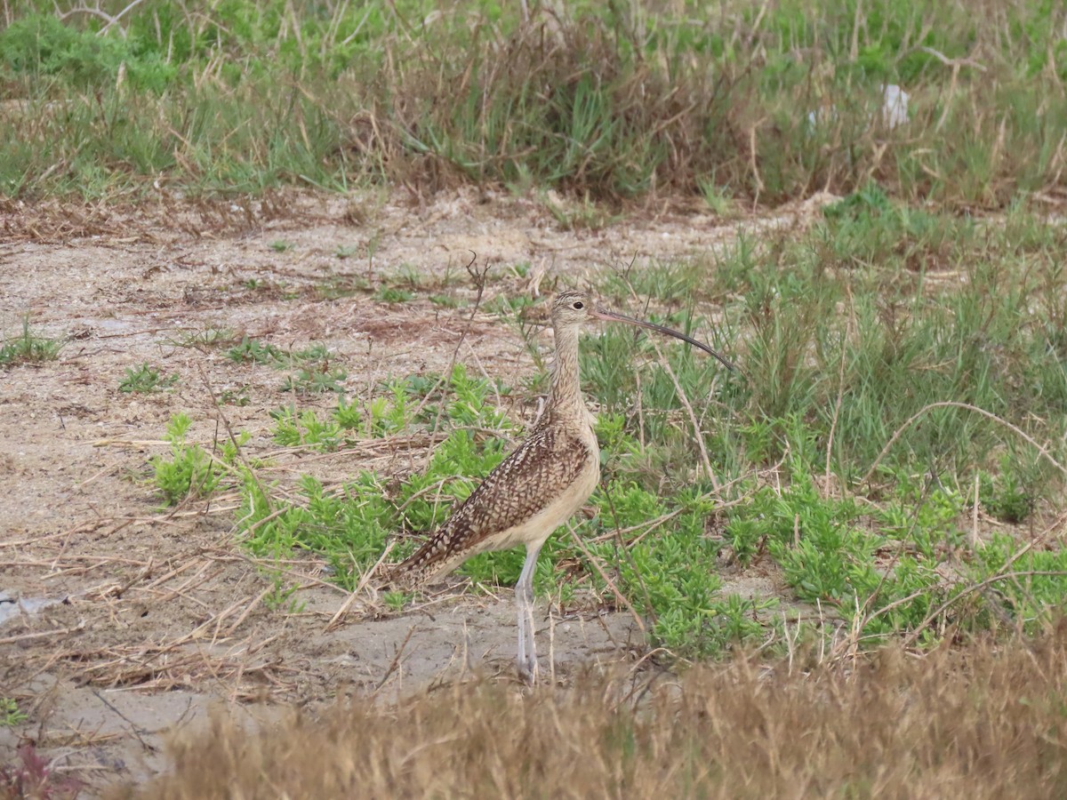 Long-billed Curlew - ML331687221