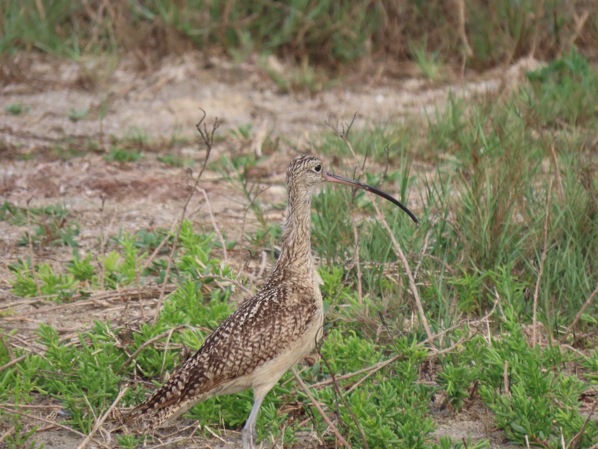 Long-billed Curlew - ML331687261