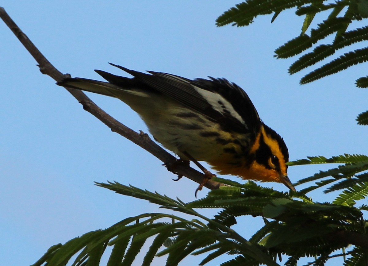 Blackburnian Warbler - ML331687521