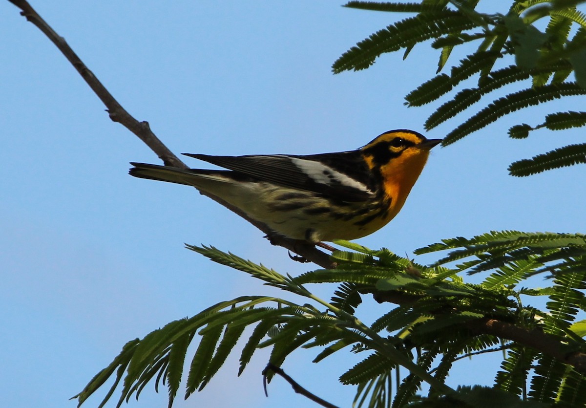 Blackburnian Warbler - ML331687531