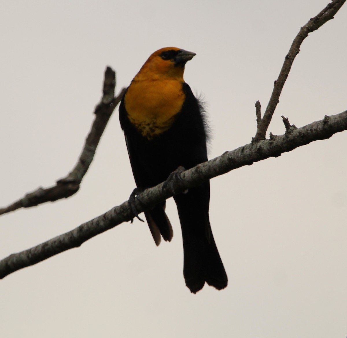Yellow-headed Blackbird - ML331687711