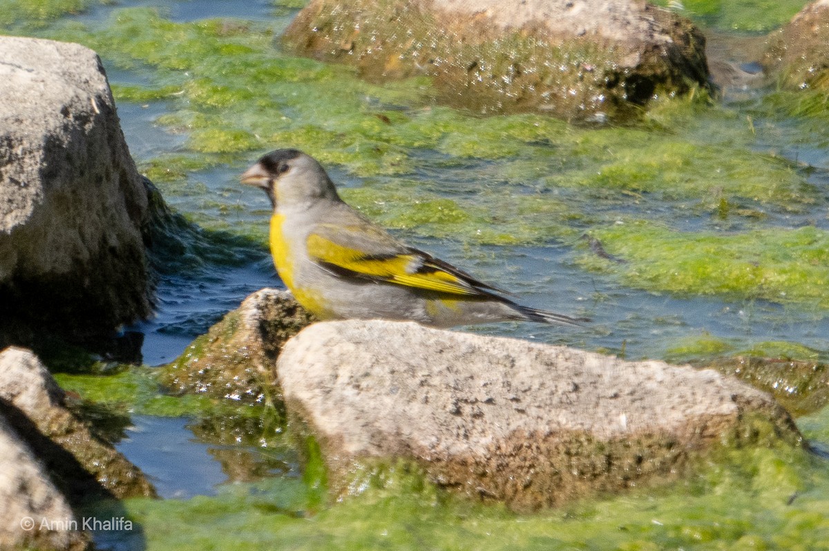 Lawrence's Goldfinch - ML331689111
