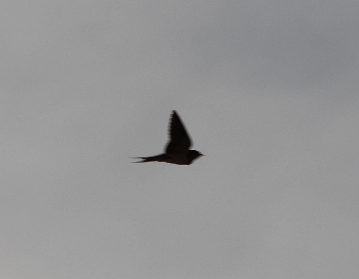 Barn Swallow - ML33169071