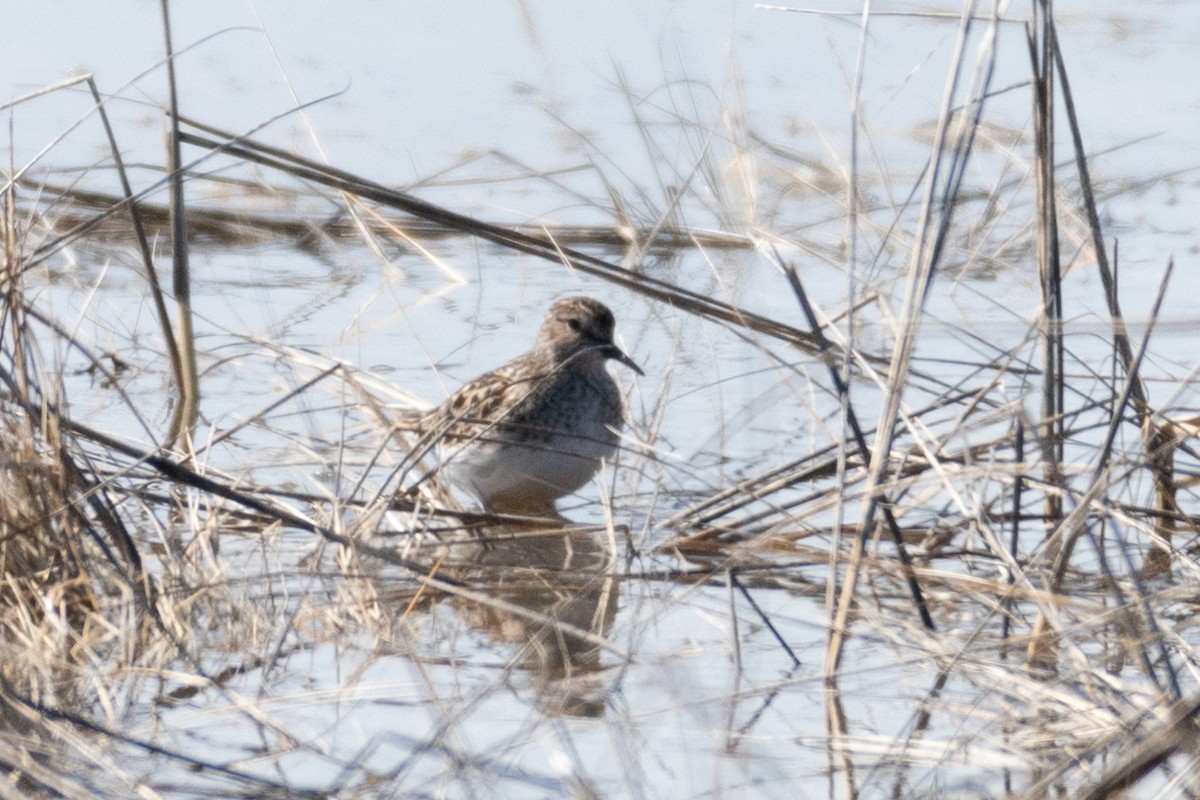 Least Sandpiper - ML331690971