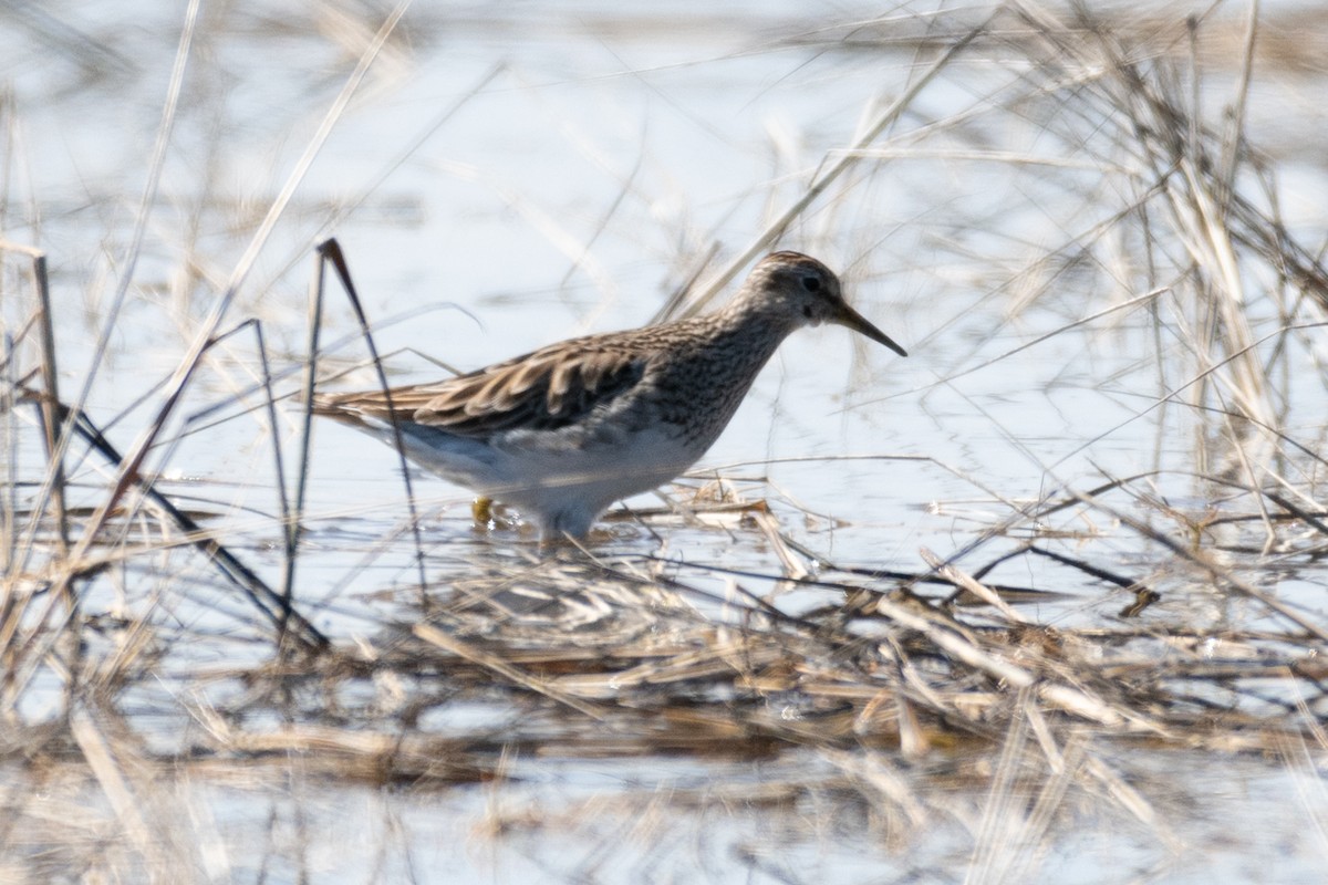 Pectoral Sandpiper - ML331691141