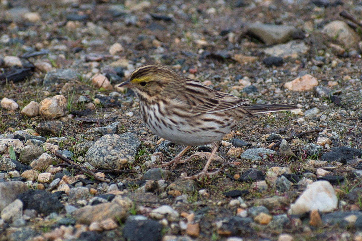 Savannah Sparrow - ML331691511