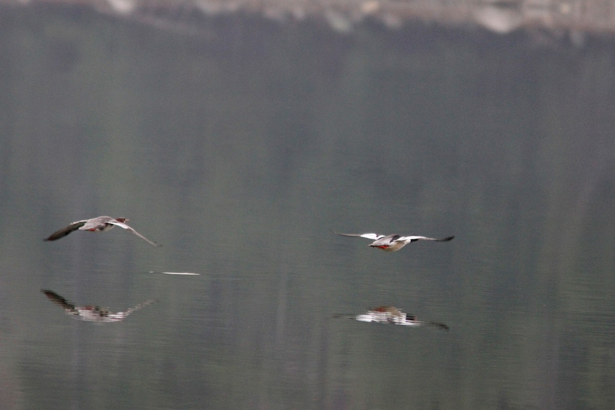 Common Merganser - ML331691591