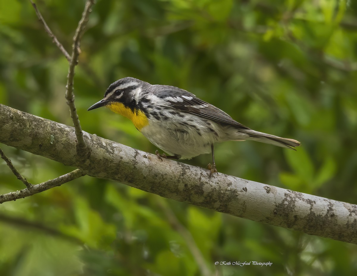 Yellow-throated Warbler - Keith McFaul