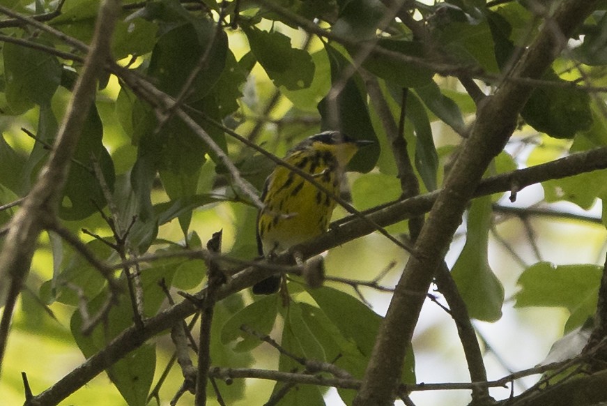 Magnolia Warbler - ML331693491