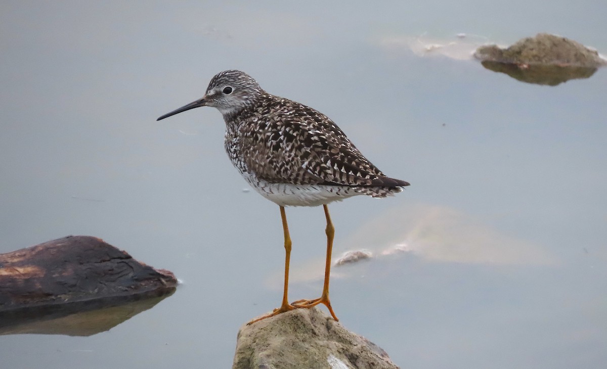 Lesser Yellowlegs - ML331694621