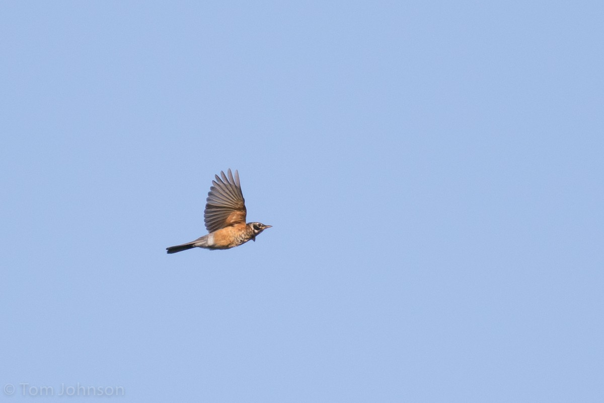 American Robin - ML33169501