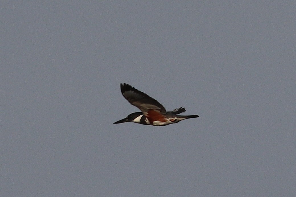 Martin-pêcheur d'Amérique - ML331697241