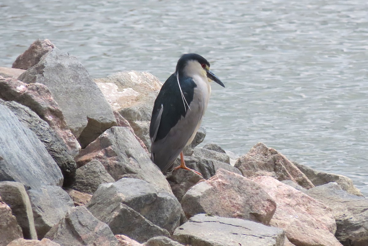 Black-crowned Night Heron - Ted Floyd