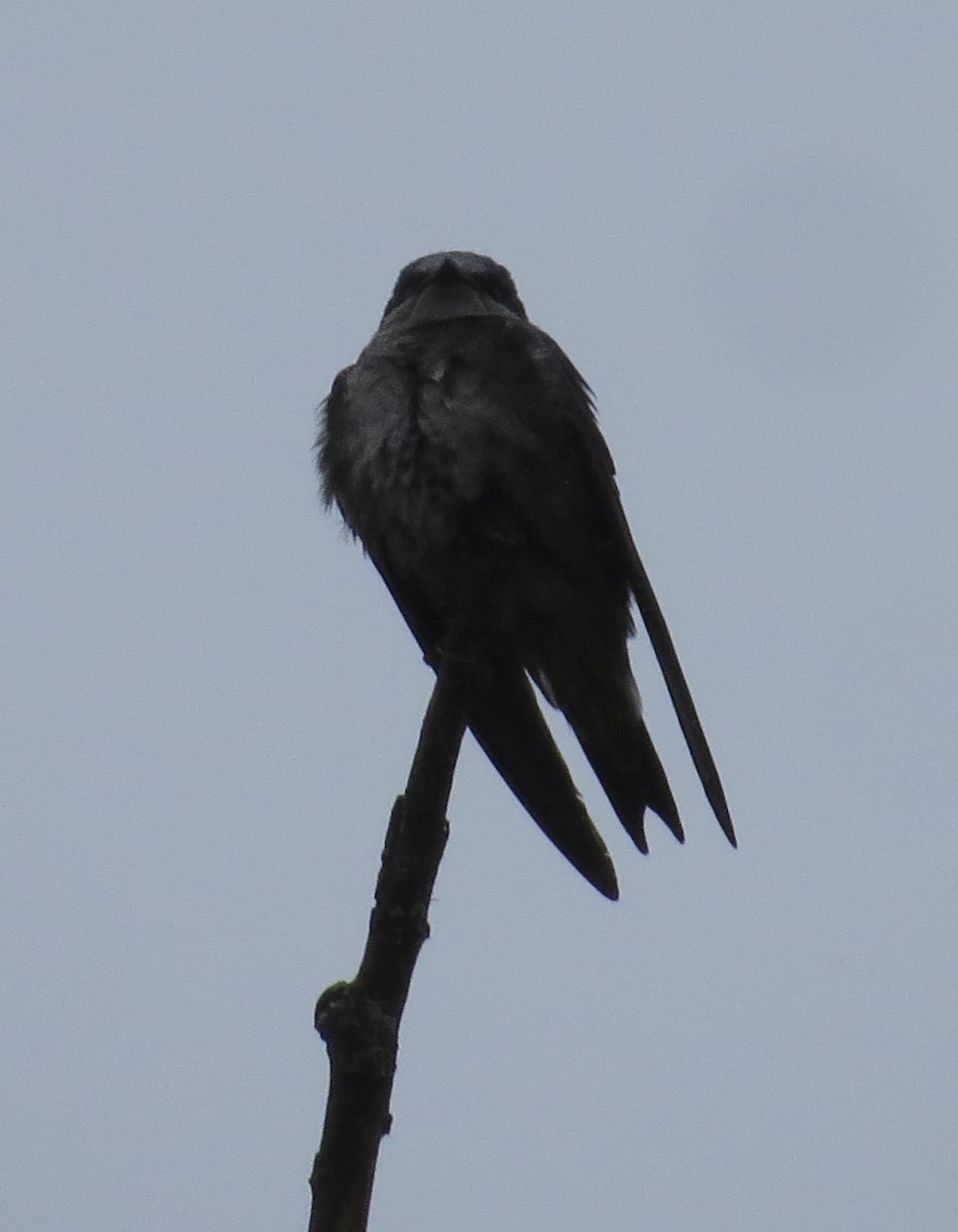 Purple Martin - ML331698101