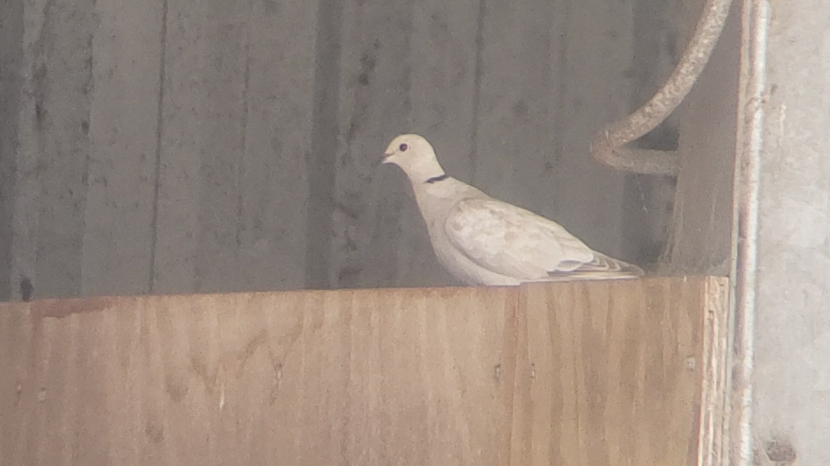 Eurasian Collared-Dove - ML331699341