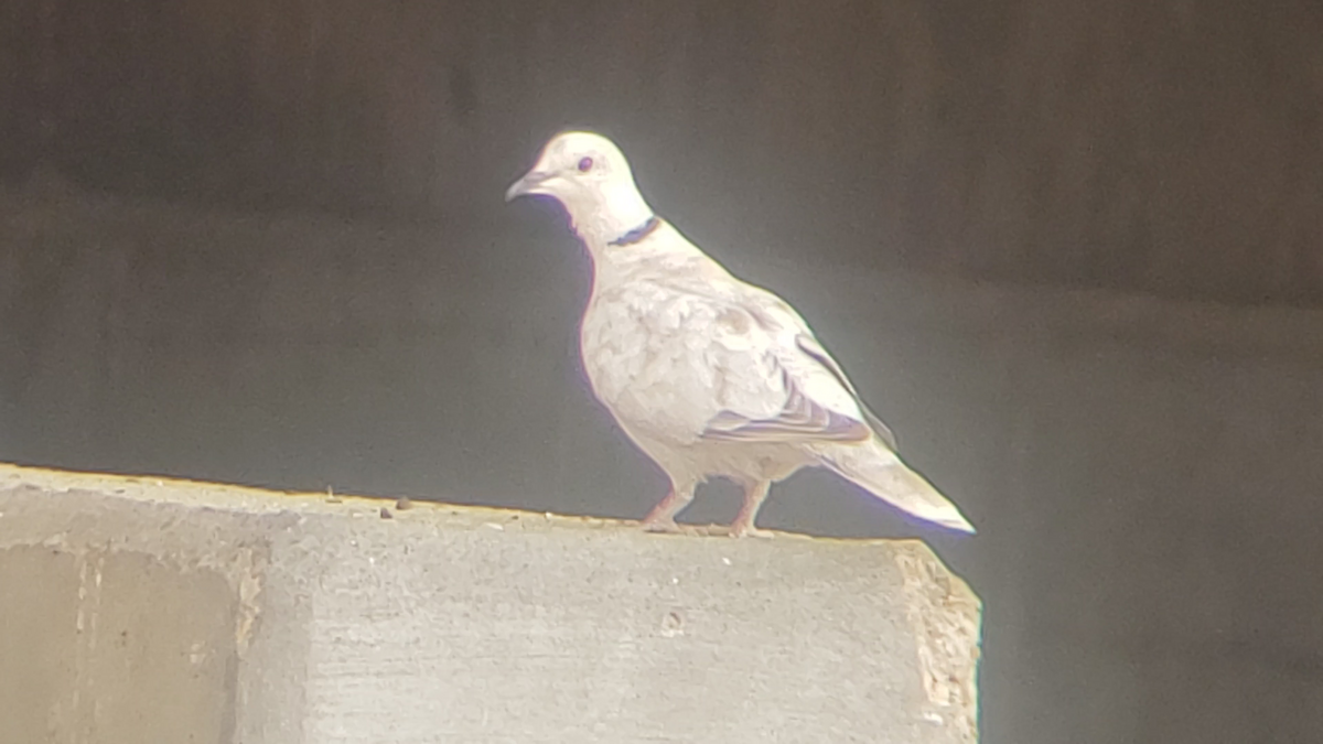 Eurasian Collared-Dove - ML331699431