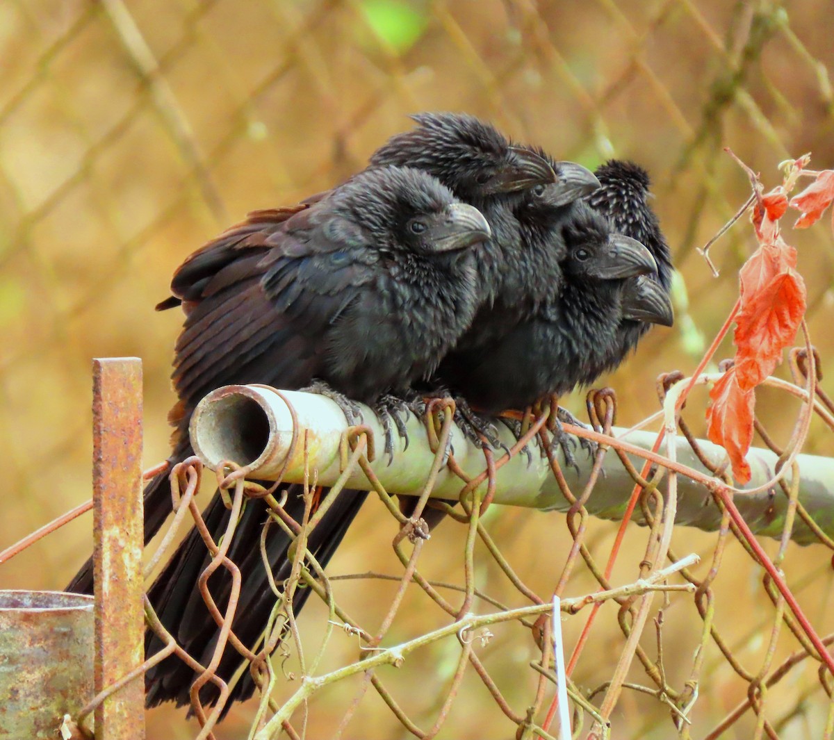 Groove-billed Ani - Manuel Pérez R.