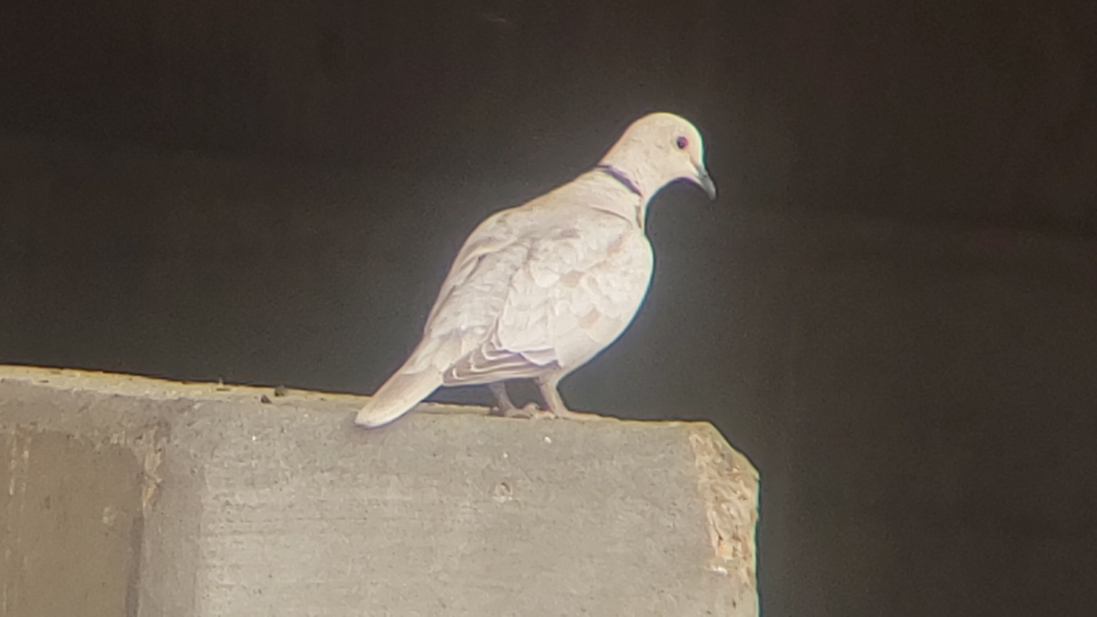 Eurasian Collared-Dove - ML331699651