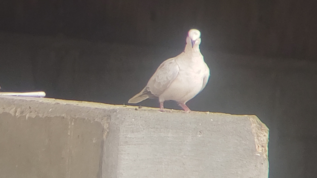 Eurasian Collared-Dove - ML331699751