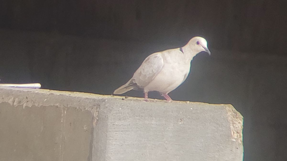 Eurasian Collared-Dove - ML331699881