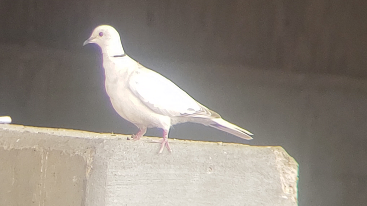 Eurasian Collared-Dove - Jeffrey Harris