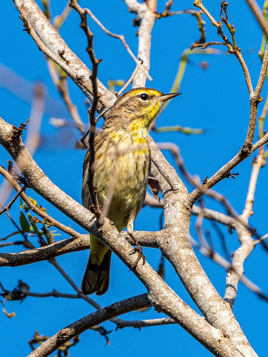 Palm Warbler - Clark Johnson