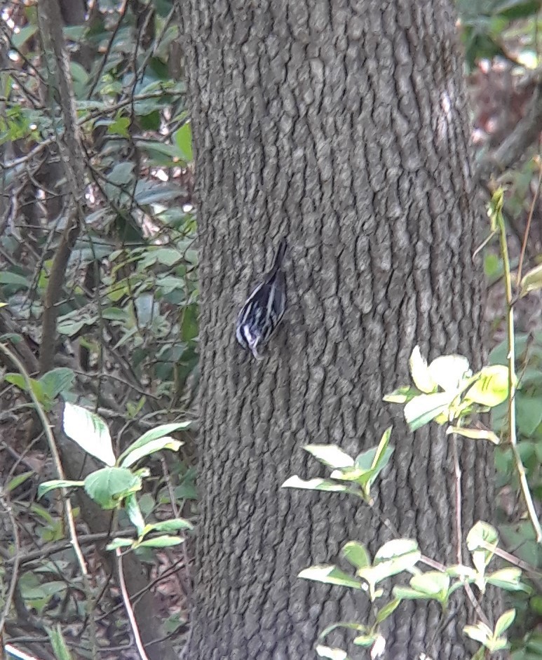Black-and-white Warbler - ML331702941