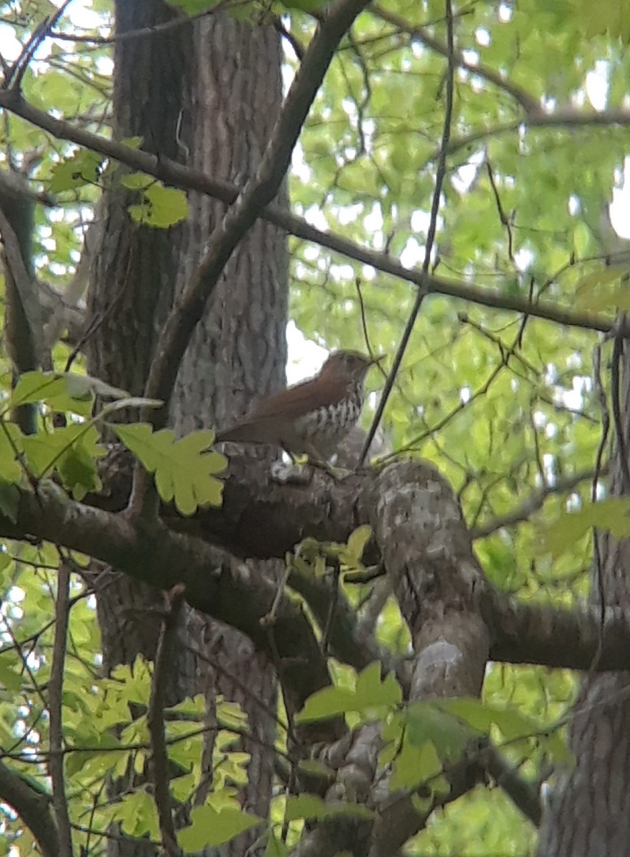 Wood Thrush - ML331703011