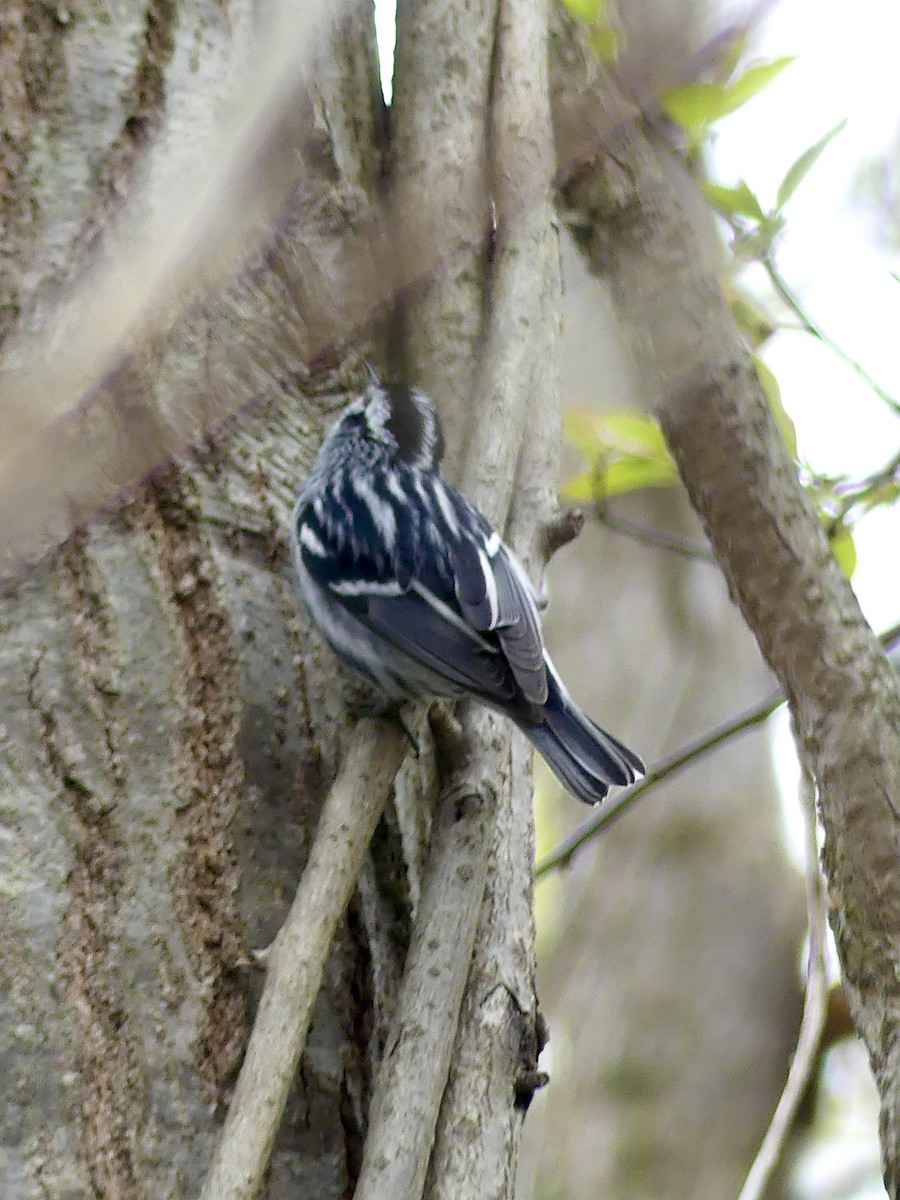 Black-and-white Warbler - Laura Blutstein