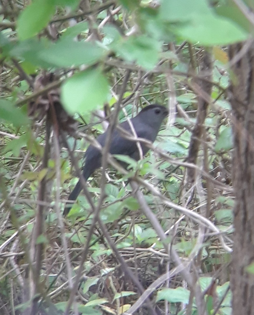 Gray Catbird - ML331703211