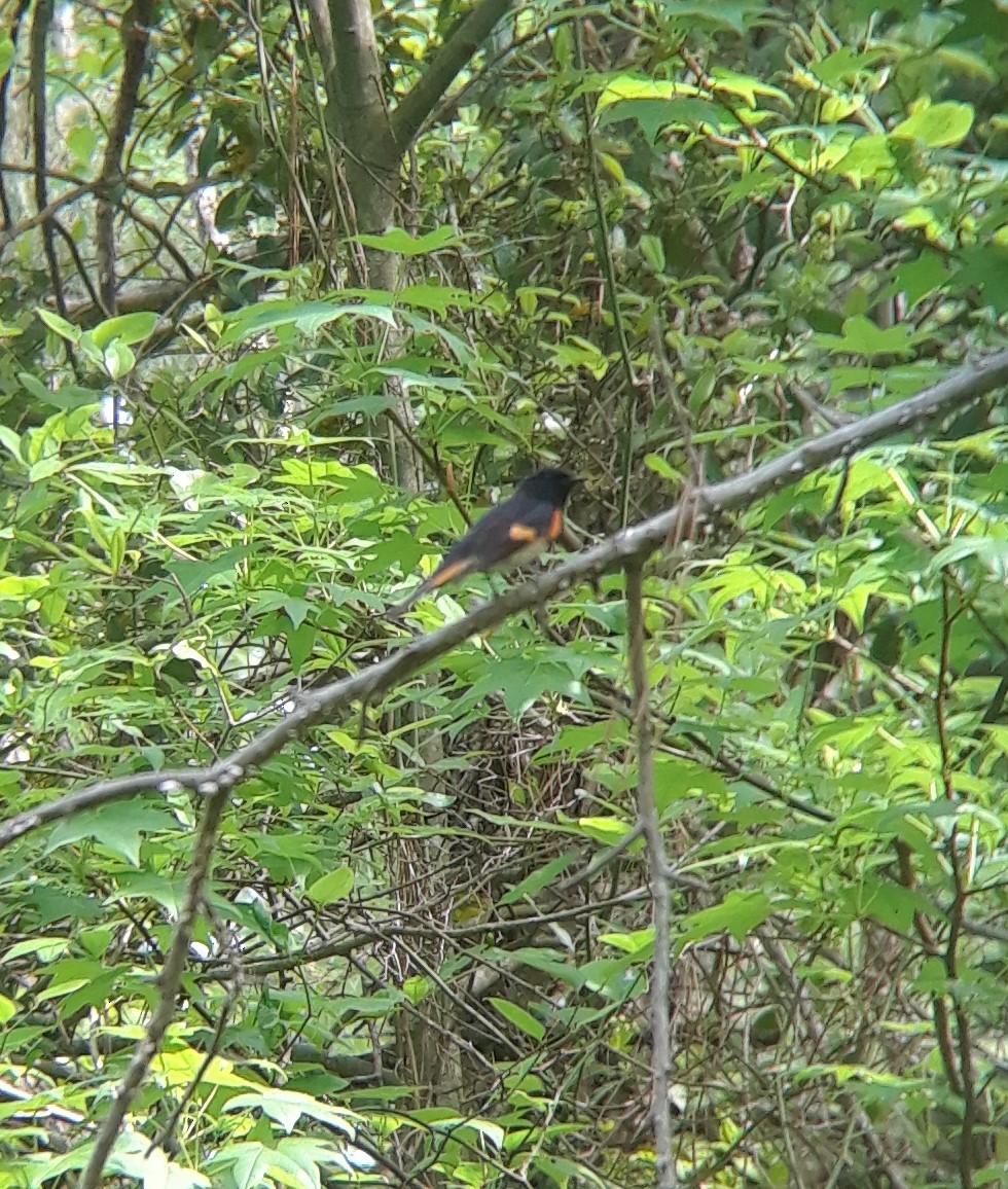 American Redstart - ML331703271