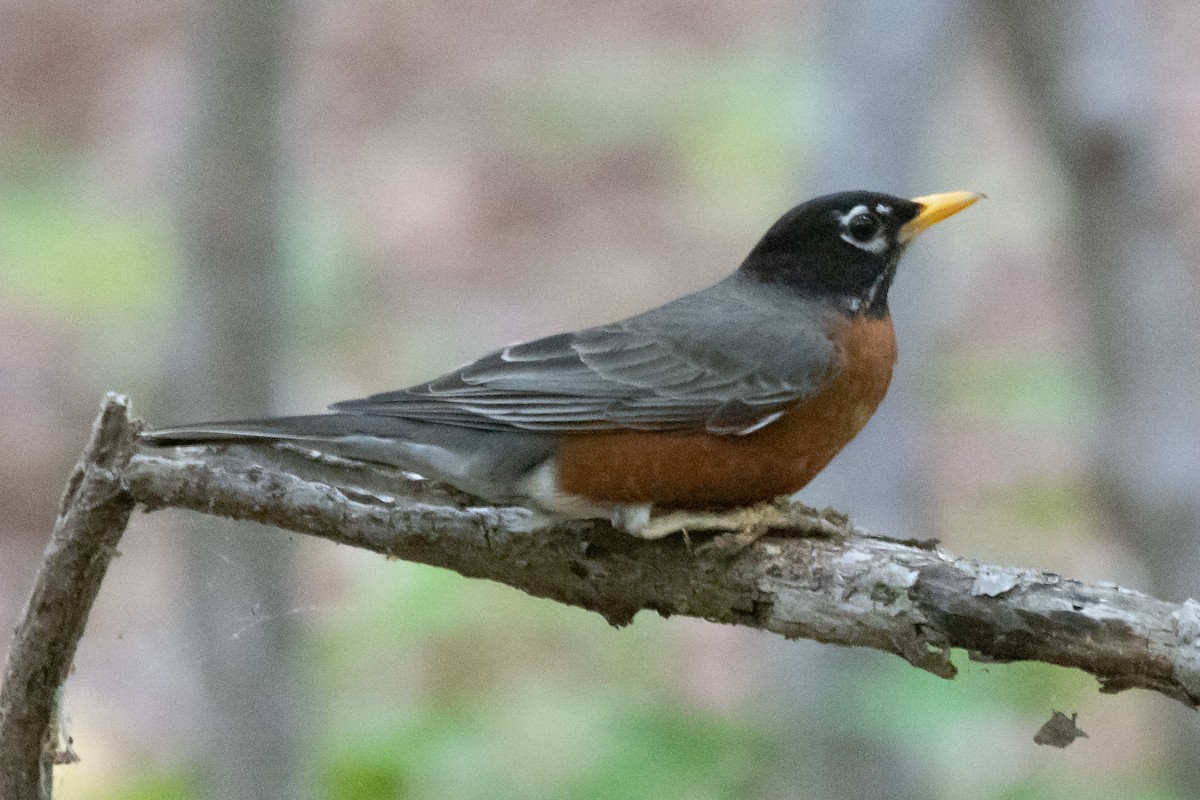 American Robin - ML331704061